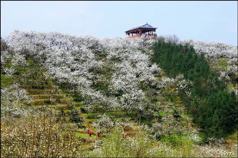 【春天，广西桂林灌阳县向您发出邀请！】我们在灌阳看梨花 - 游山玩水 - 阿里生活社区 - 阿里28生活网 al.28life.net