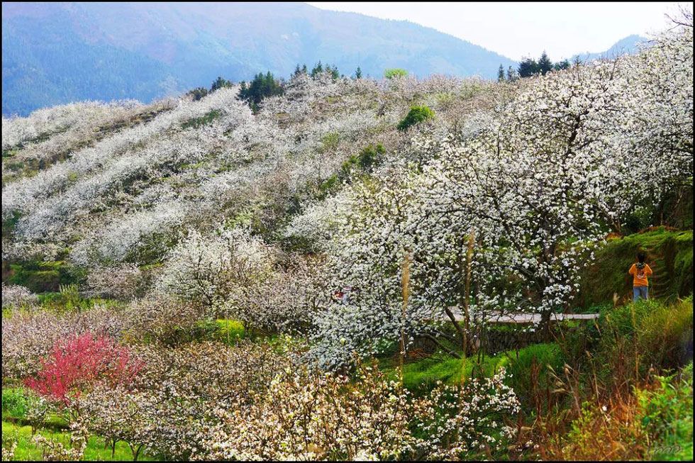 【春天，广西桂林灌阳县向您发出邀请！】我们在灌阳看梨花 - 游山玩水 - 阿里生活社区 - 阿里28生活网 al.28life.net