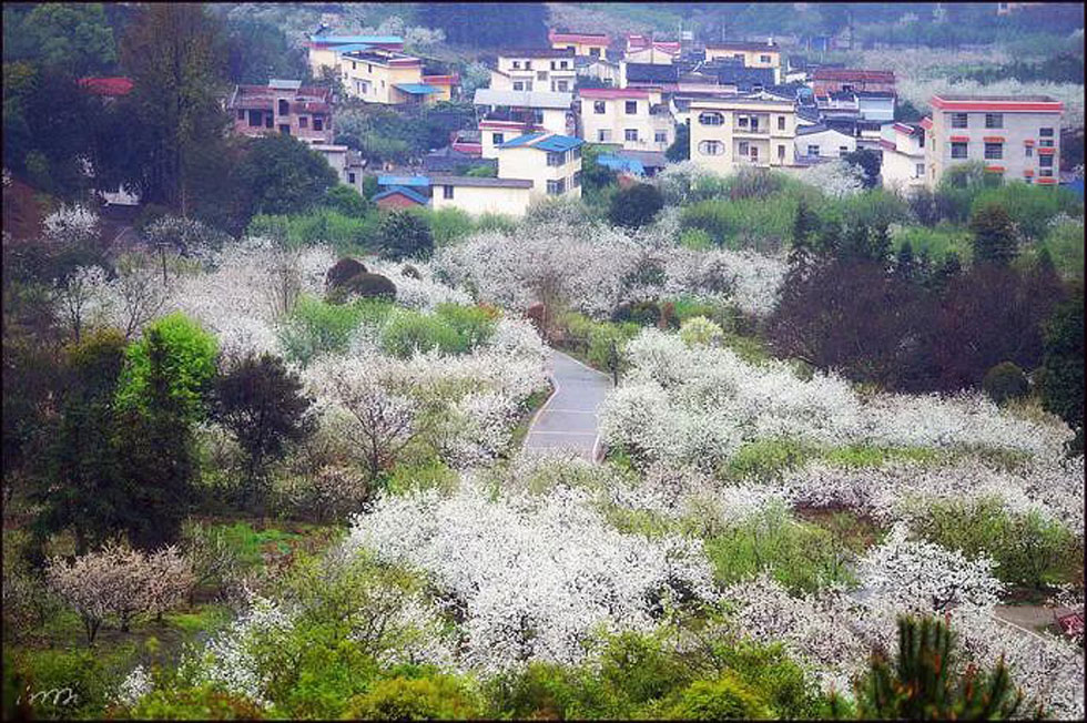 【春天，广西桂林灌阳县向您发出邀请！】我们在灌阳看梨花 - 游山玩水 - 阿里生活社区 - 阿里28生活网 al.28life.net