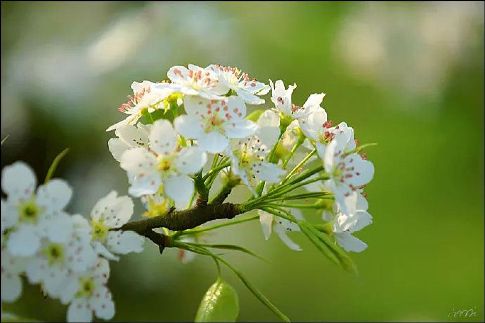 【春天，广西桂林灌阳县向您发出邀请！】我们在灌阳看梨花 - 游山玩水 - 阿里生活社区 - 阿里28生活网 al.28life.net