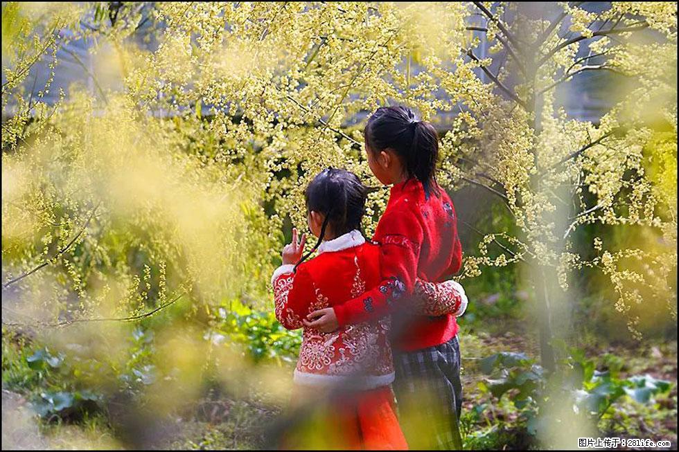 【春天，广西桂林灌阳县向您发出邀请！】米珠山前有片山苍子花在飘香 - 游山玩水 - 阿里生活社区 - 阿里28生活网 al.28life.net