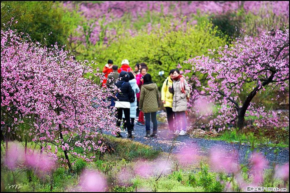 【春天，广西桂林灌阳县向您发出邀请！】官庄村有个醉美的桃花园 - 游山玩水 - 阿里生活社区 - 阿里28生活网 al.28life.net