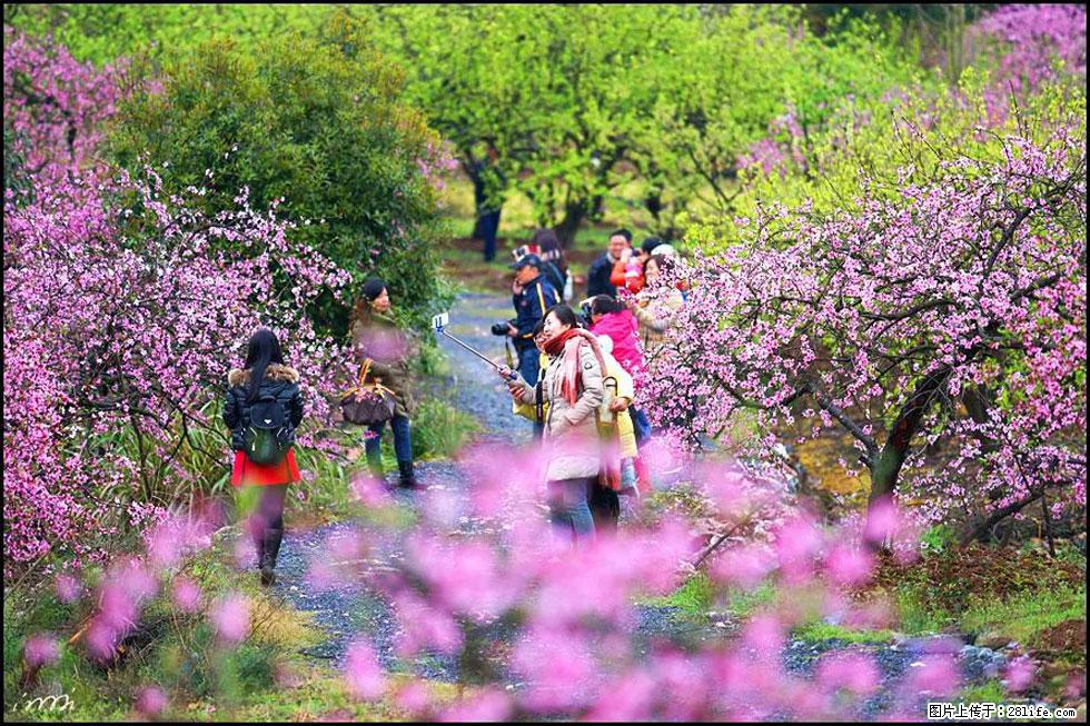 【春天，广西桂林灌阳县向您发出邀请！】官庄村有个醉美的桃花园 - 游山玩水 - 阿里生活社区 - 阿里28生活网 al.28life.net