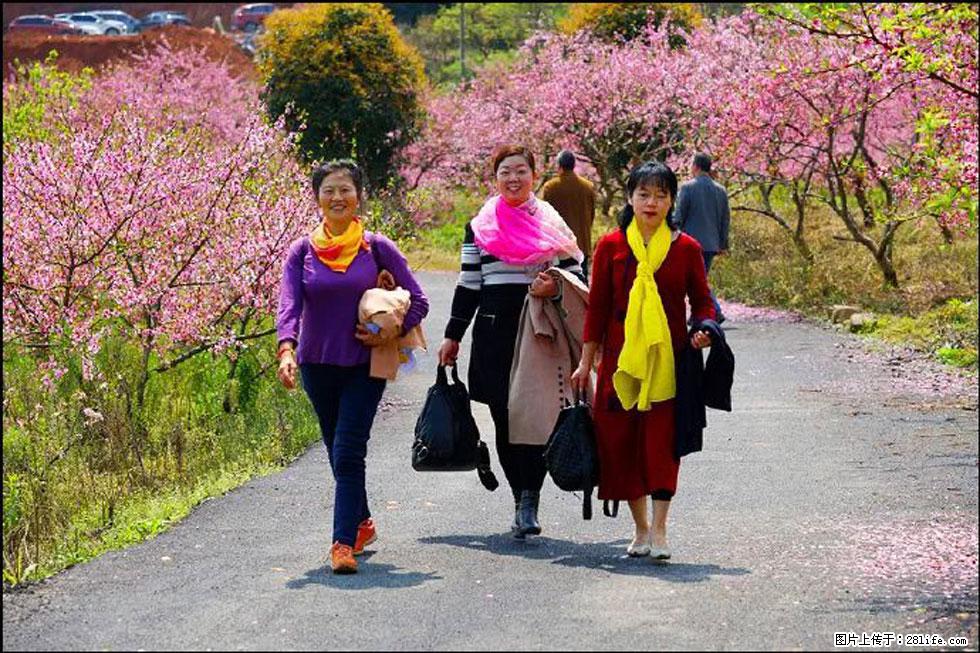 【春天，广西桂林灌阳县向您发出邀请！】官庄村有个醉美的桃花园 - 游山玩水 - 阿里生活社区 - 阿里28生活网 al.28life.net