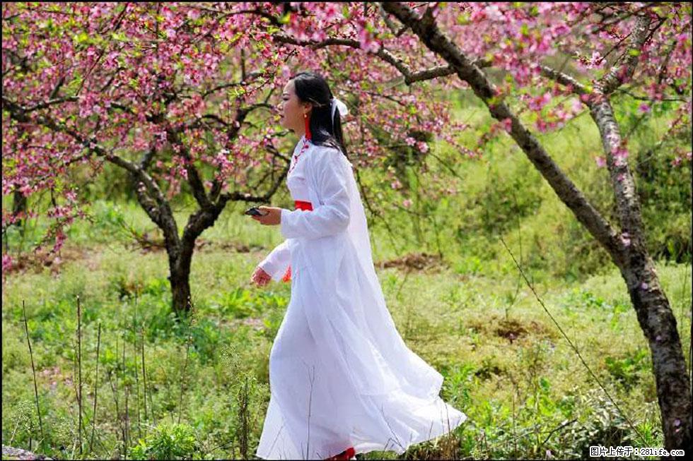 【春天，广西桂林灌阳县向您发出邀请！】官庄村有个醉美的桃花园 - 游山玩水 - 阿里生活社区 - 阿里28生活网 al.28life.net