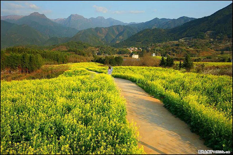 【春天，广西桂林灌阳县向您发出邀请！】长坪村油菜盛情花开 - 游山玩水 - 阿里生活社区 - 阿里28生活网 al.28life.net