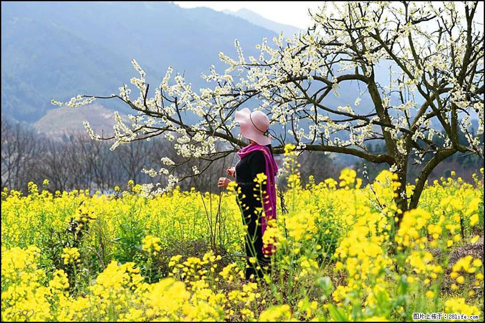 【春天，广西桂林灌阳县向您发出邀请！】长坪村油菜盛情花开 - 游山玩水 - 阿里生活社区 - 阿里28生活网 al.28life.net