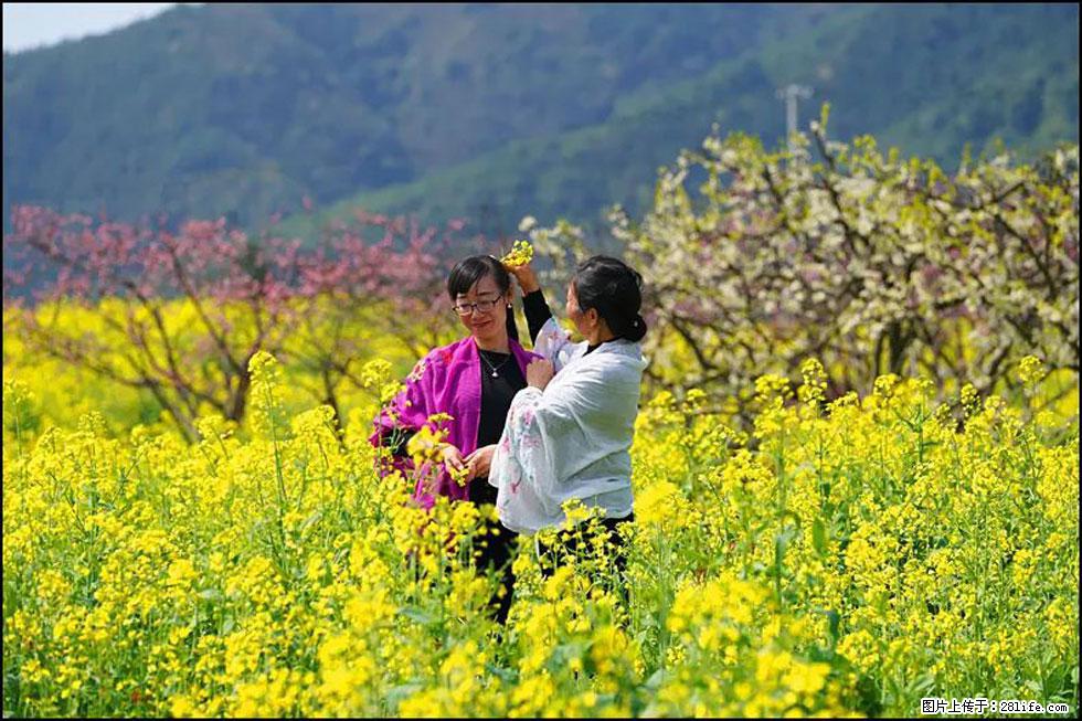 【春天，广西桂林灌阳县向您发出邀请！】长坪村油菜盛情花开 - 游山玩水 - 阿里生活社区 - 阿里28生活网 al.28life.net