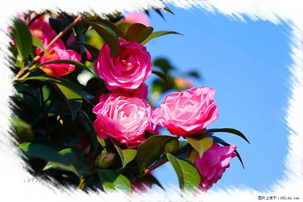 【春天，广西桂林灌阳县向您发出邀请！】杨柳井茶花惹人爱 - 游山玩水 - 阿里生活社区 - 阿里28生活网 al.28life.net
