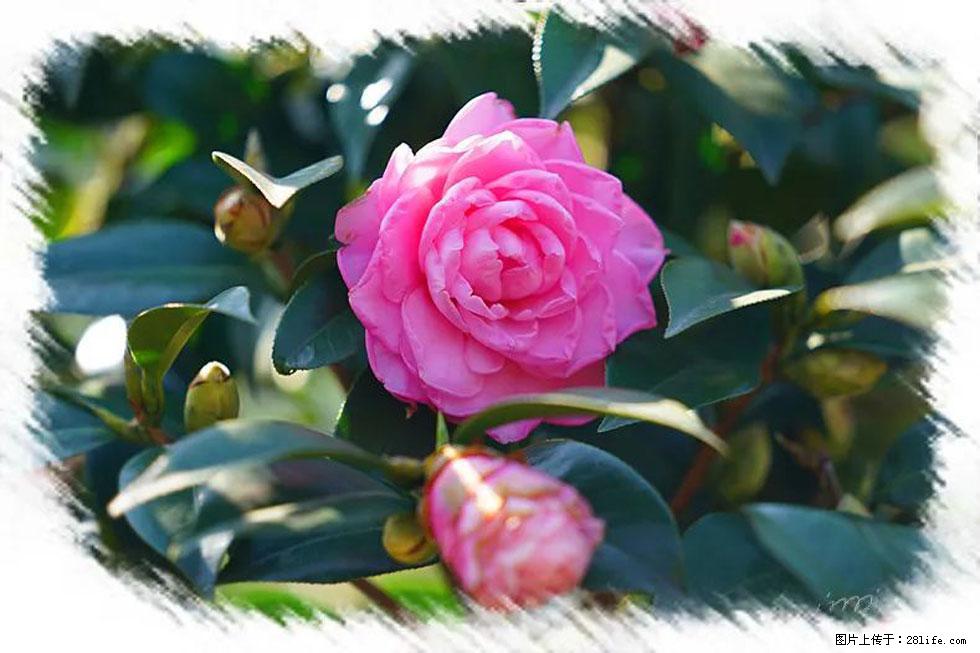【春天，广西桂林灌阳县向您发出邀请！】杨柳井茶花惹人爱 - 游山玩水 - 阿里生活社区 - 阿里28生活网 al.28life.net