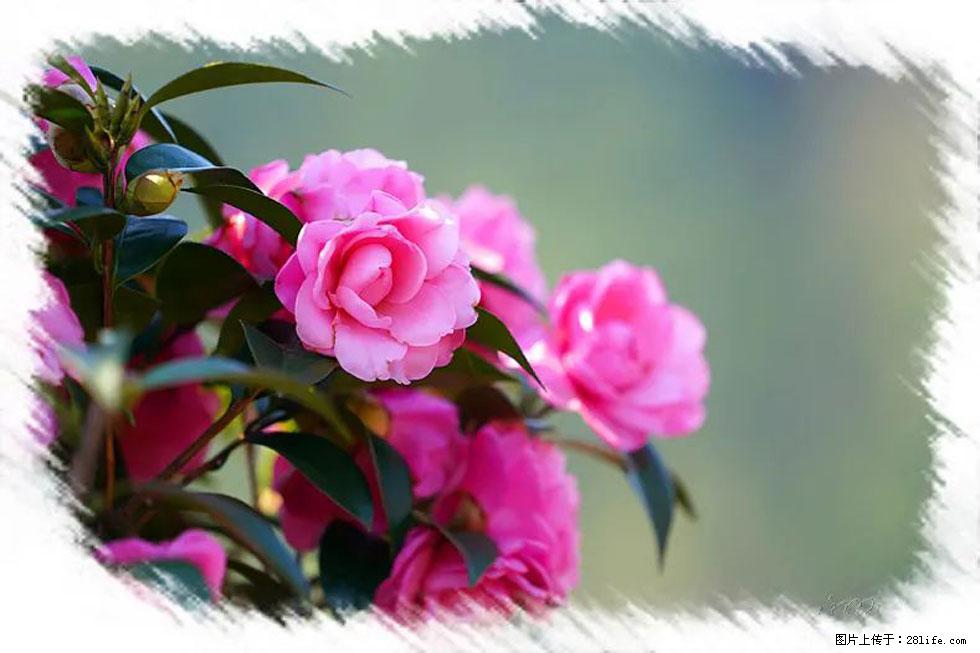 【春天，广西桂林灌阳县向您发出邀请！】杨柳井茶花惹人爱 - 游山玩水 - 阿里生活社区 - 阿里28生活网 al.28life.net