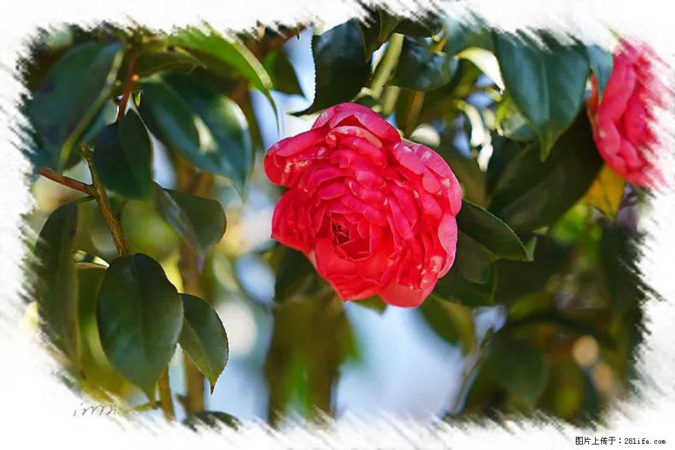 【春天，广西桂林灌阳县向您发出邀请！】杨柳井茶花惹人爱 - 游山玩水 - 阿里生活社区 - 阿里28生活网 al.28life.net
