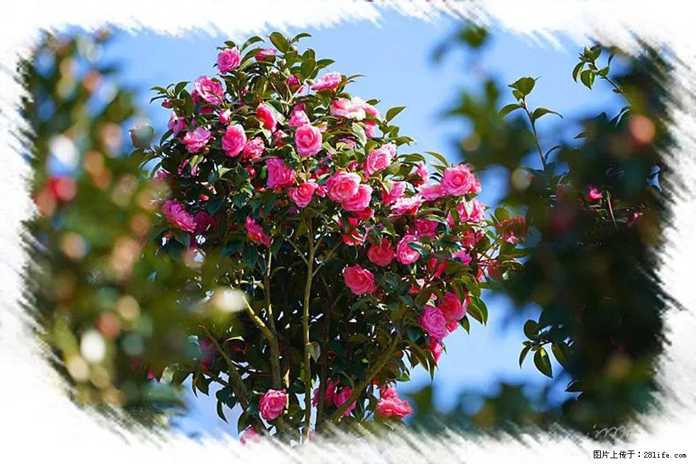 【春天，广西桂林灌阳县向您发出邀请！】杨柳井茶花惹人爱 - 游山玩水 - 阿里生活社区 - 阿里28生活网 al.28life.net
