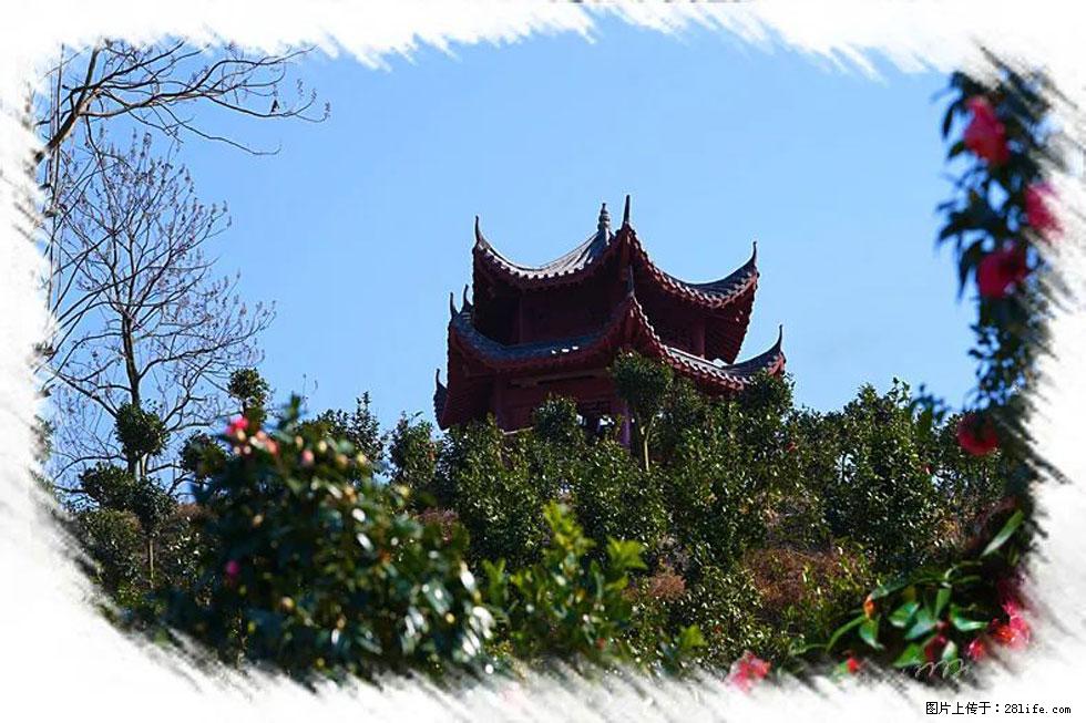 【春天，广西桂林灌阳县向您发出邀请！】杨柳井茶花惹人爱 - 游山玩水 - 阿里生活社区 - 阿里28生活网 al.28life.net