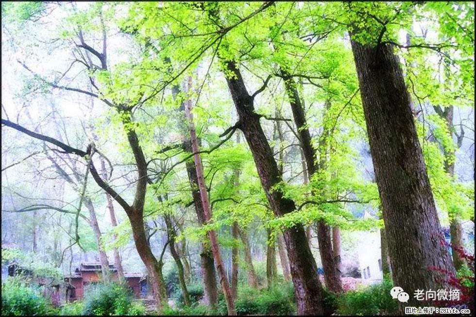 【春天，广西桂林灌阳县向您发出邀请！】在小龙村与春天约会 - 游山玩水 - 阿里生活社区 - 阿里28生活网 al.28life.net