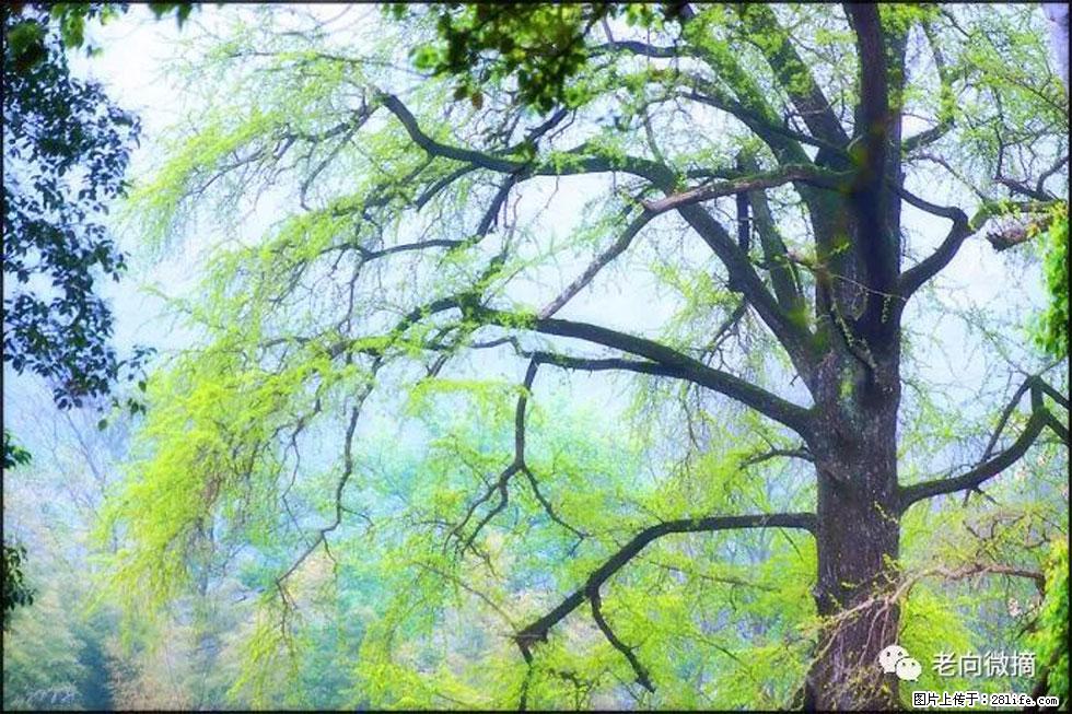 【春天，广西桂林灌阳县向您发出邀请！】在小龙村与春天约会 - 游山玩水 - 阿里生活社区 - 阿里28生活网 al.28life.net