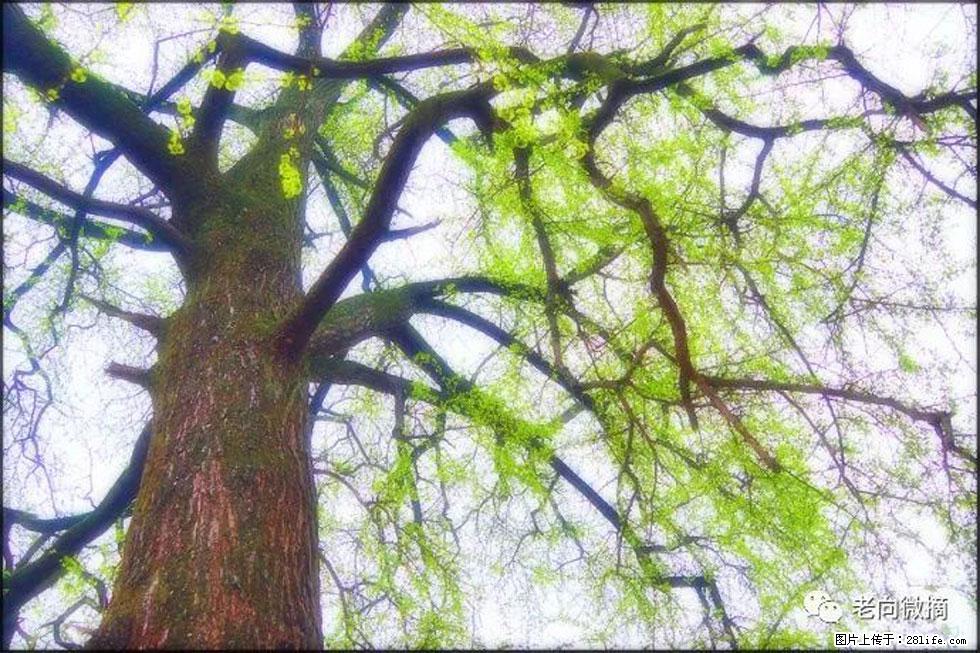 【春天，广西桂林灌阳县向您发出邀请！】在小龙村与春天约会 - 游山玩水 - 阿里生活社区 - 阿里28生活网 al.28life.net