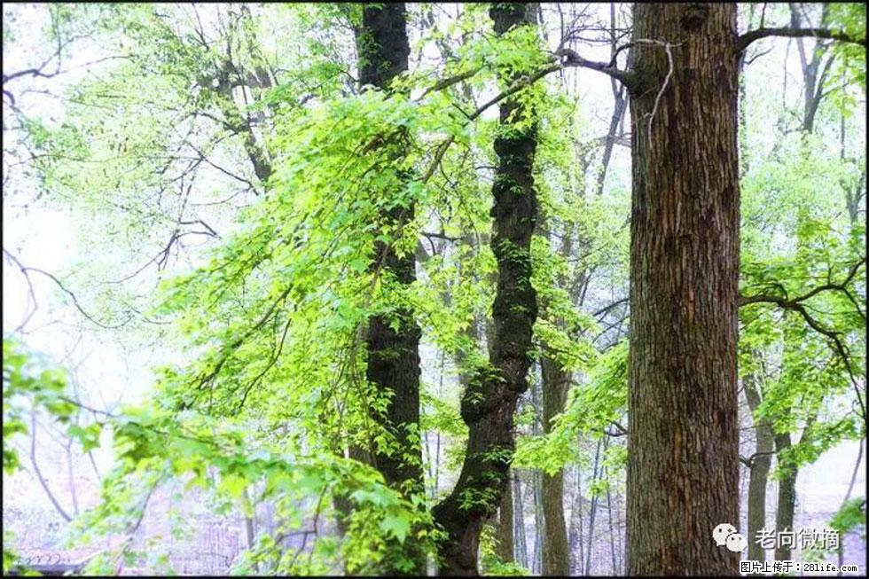 【春天，广西桂林灌阳县向您发出邀请！】在小龙村与春天约会 - 游山玩水 - 阿里生活社区 - 阿里28生活网 al.28life.net
