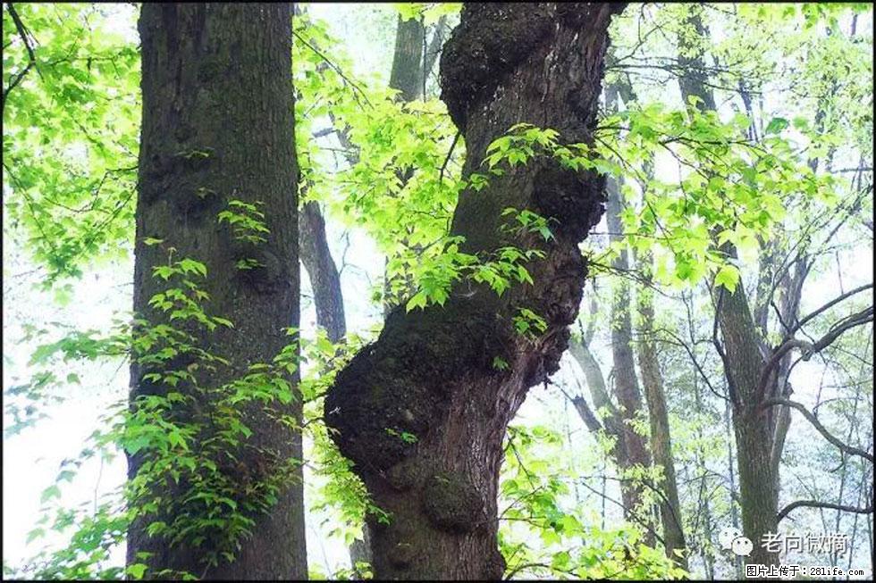 【春天，广西桂林灌阳县向您发出邀请！】在小龙村与春天约会 - 游山玩水 - 阿里生活社区 - 阿里28生活网 al.28life.net