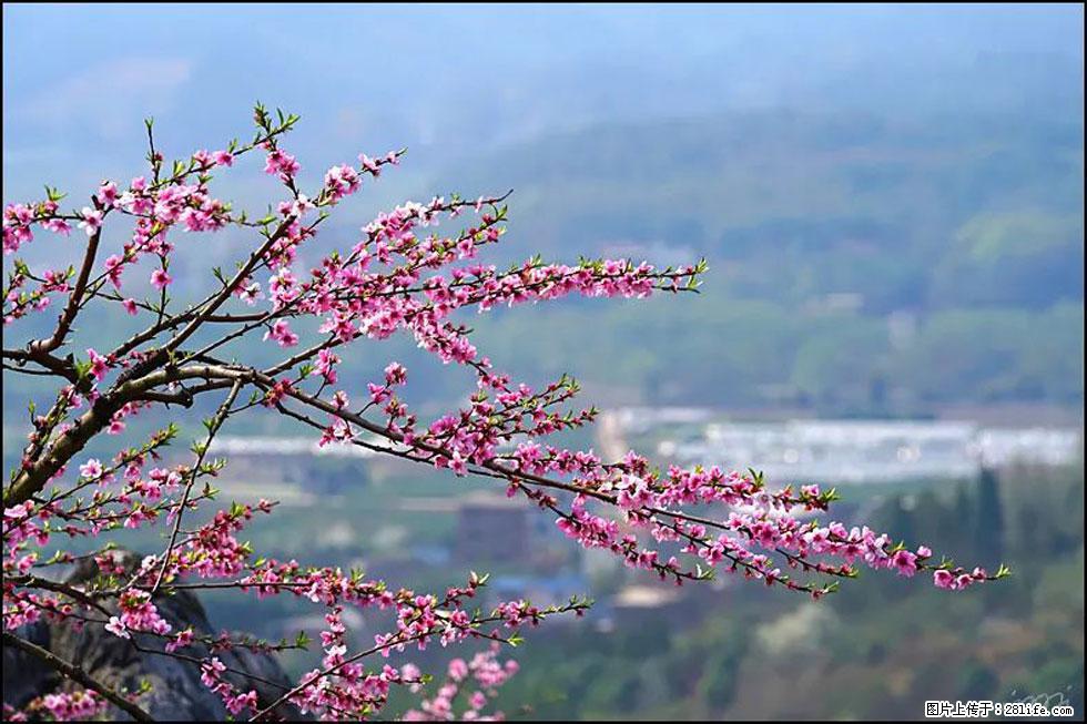 【春天，广西桂林灌阳县向您发出邀请！】望月岭上桃花开 - 游山玩水 - 阿里生活社区 - 阿里28生活网 al.28life.net