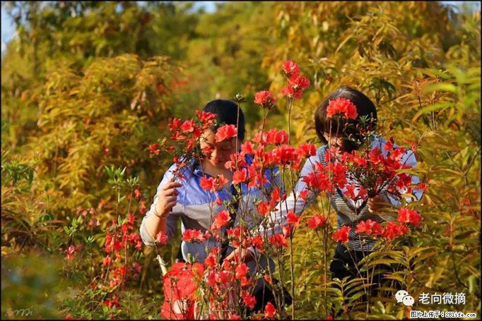 【春天，广西桂林灌阳县向您发出邀请！】登麒麟山，相约映山红 - 游山玩水 - 阿里生活社区 - 阿里28生活网 al.28life.net