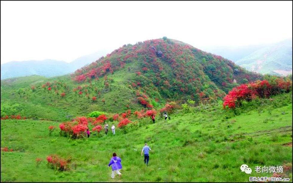 【春天，广西桂林灌阳县向您发出邀请！】宝盖山上映山红 - 游山玩水 - 阿里生活社区 - 阿里28生活网 al.28life.net