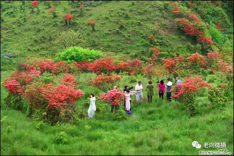 【春天，广西桂林灌阳县向您发出邀请！】宝盖山上映山红 - 游山玩水 - 阿里生活社区 - 阿里28生活网 al.28life.net