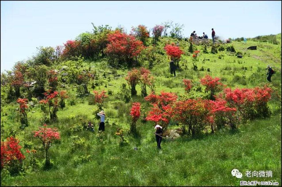 【春天，广西桂林灌阳县向您发出邀请！】宝盖山上映山红 - 游山玩水 - 阿里生活社区 - 阿里28生活网 al.28life.net