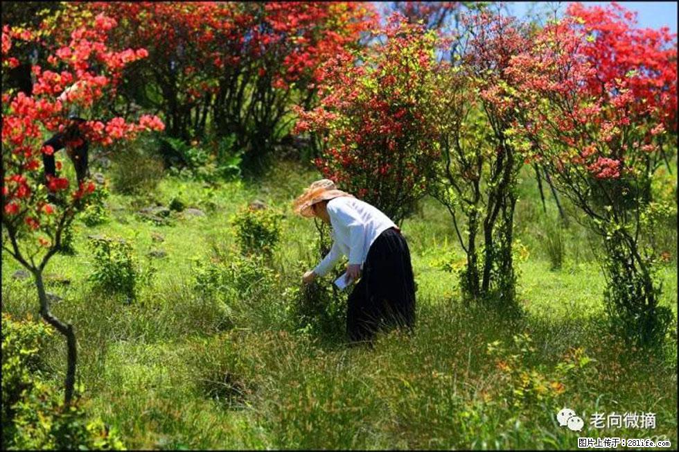 【春天，广西桂林灌阳县向您发出邀请！】宝盖山上映山红 - 游山玩水 - 阿里生活社区 - 阿里28生活网 al.28life.net