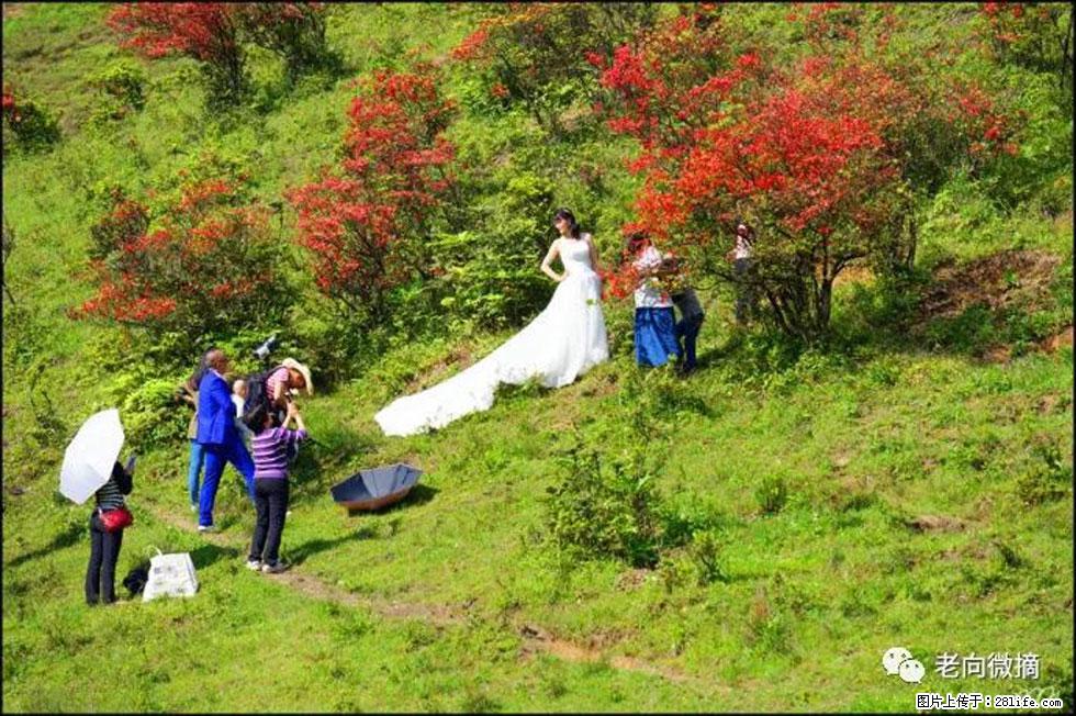 【春天，广西桂林灌阳县向您发出邀请！】宝盖山上映山红 - 游山玩水 - 阿里生活社区 - 阿里28生活网 al.28life.net