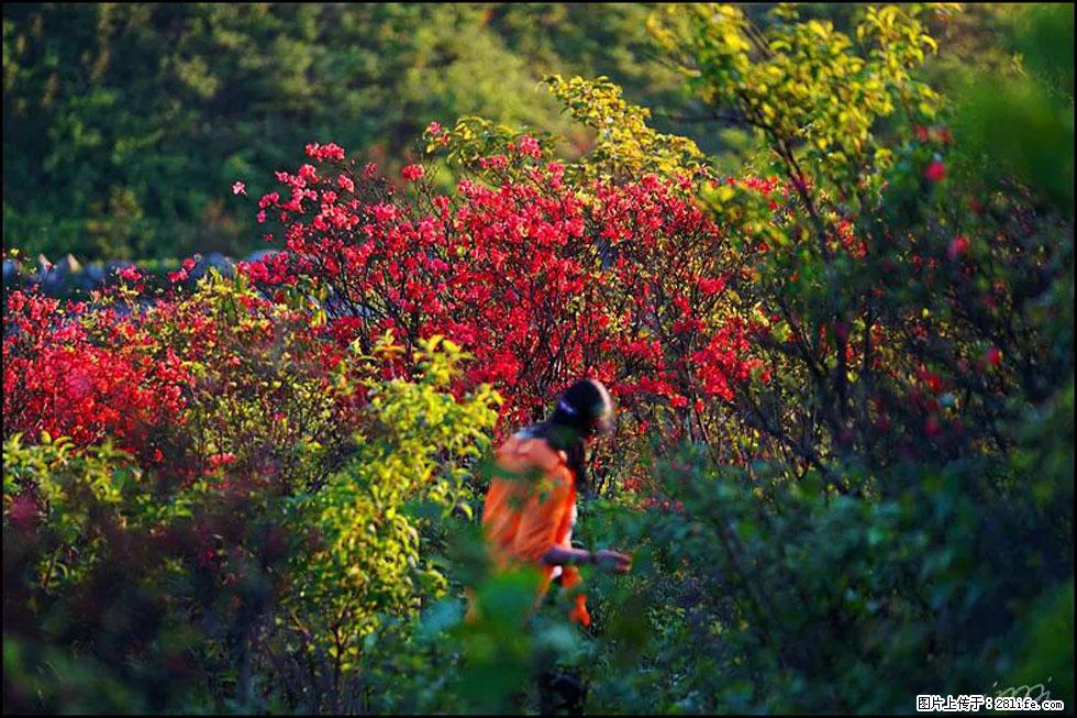 【春天，广西桂林灌阳县向您发出邀请！】春木界上映山红 - 游山玩水 - 阿里生活社区 - 阿里28生活网 al.28life.net