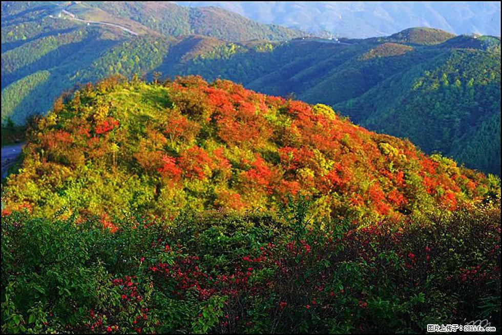 【春天，广西桂林灌阳县向您发出邀请！】春木界上映山红 - 游山玩水 - 阿里生活社区 - 阿里28生活网 al.28life.net