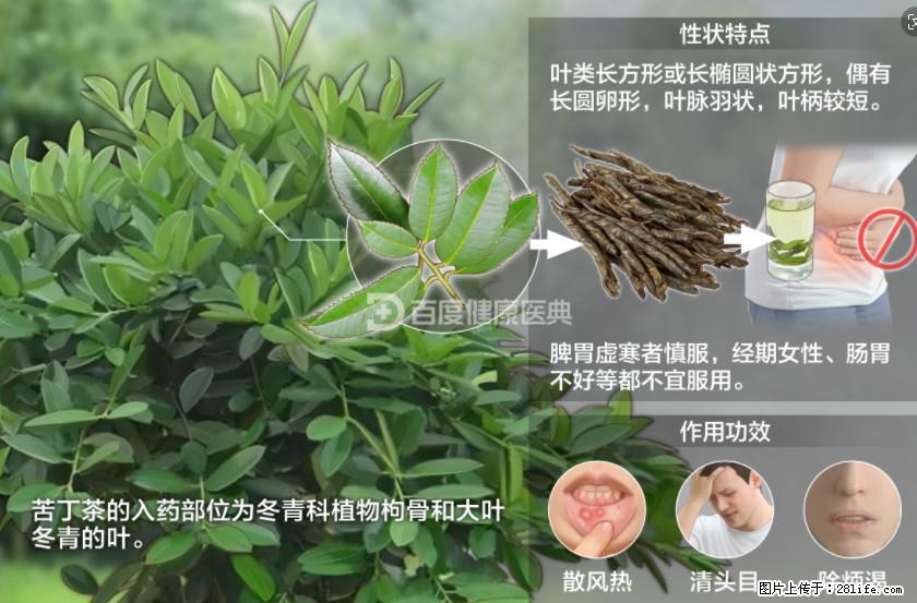 苦丁茶有哪些功效和作用 - 生活百科 - 阿里生活社区 - 阿里28生活网 al.28life.net