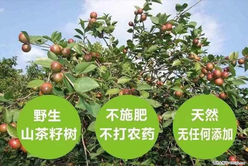 【灌阳县油茶产业示范区】一个有着充实的精神生活的人，对待身外之物自会有一种淡泊的态度 - 土特产 - 饮食特产 - 阿里分类信息 - 阿里28生活网 al.28life.net
