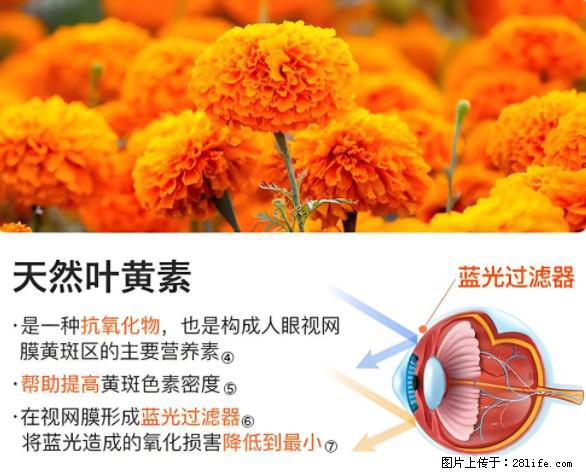 叶黄素有什么功效和作用 - 生活百科 - 阿里生活社区 - 阿里28生活网 al.28life.net