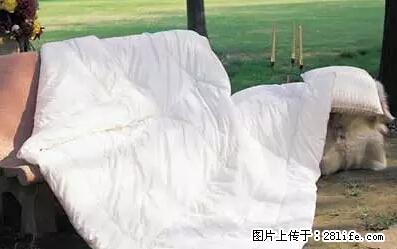 被子有异味？只要这样做，比晒太阳还强100倍！ - 家居生活 - 阿里生活社区 - 阿里28生活网 al.28life.net