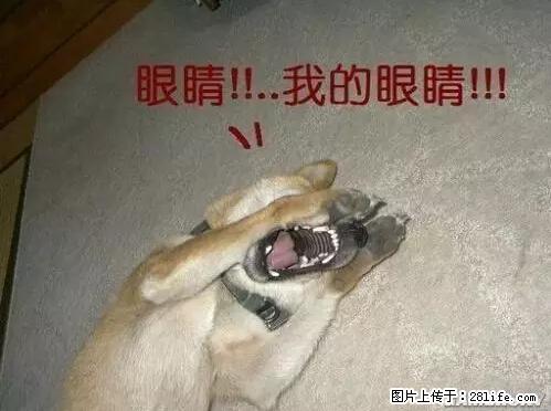 笑癫了！一女的怀孕三年未生，他终于忍不住了... - 娱乐八卦 - 阿里生活社区 - 阿里28生活网 al.28life.net