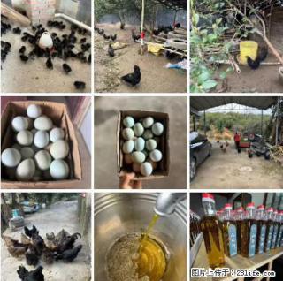 油茶园从小鸡仔开始养起的纯土鸡、土鸡蛋可以预定啦！还有前几天刚榨的纯山茶油哦 - 阿里28生活网 al.28life.net