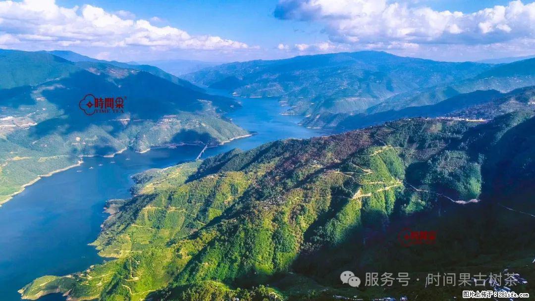 时间果百年古树龙珠普洱生茶 - 购物交流 - 阿里生活社区 - 阿里28生活网 al.28life.net