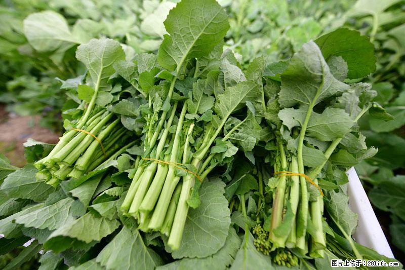 这些蔬菜是“天然钙片”，这6种被医生重点推荐 - 阿里生活资讯 - 阿里28生活网 al.28life.net